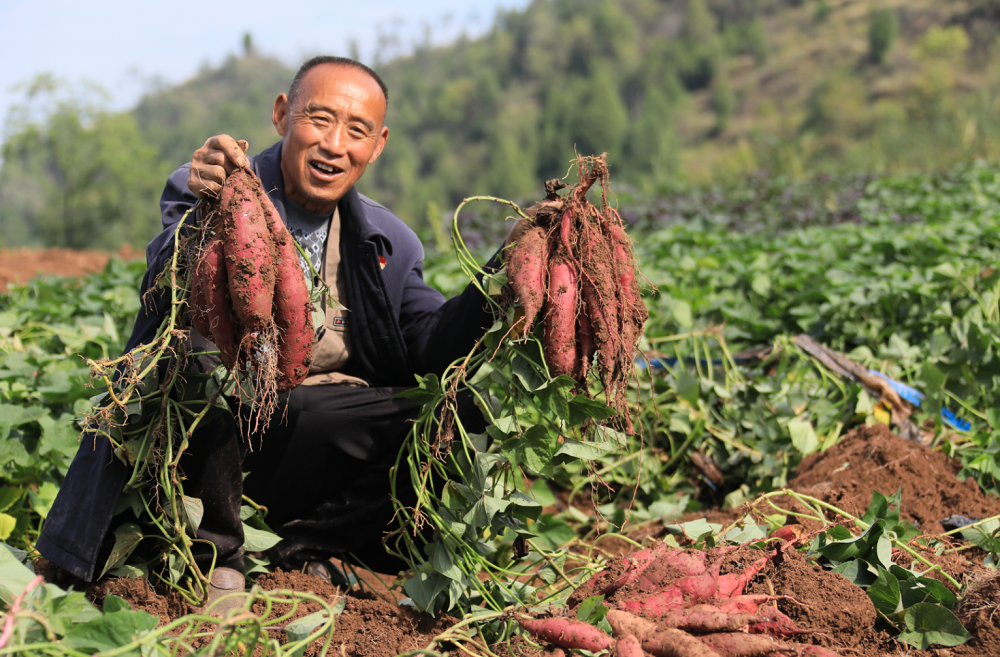 三门峡市卢氏县红薯丰收铺就甜蜜致富路