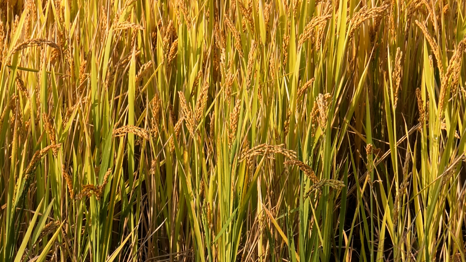 稻谷飘香,地处黄河北岸的新乡市原阳县,17万亩水稻又迎来了收割期