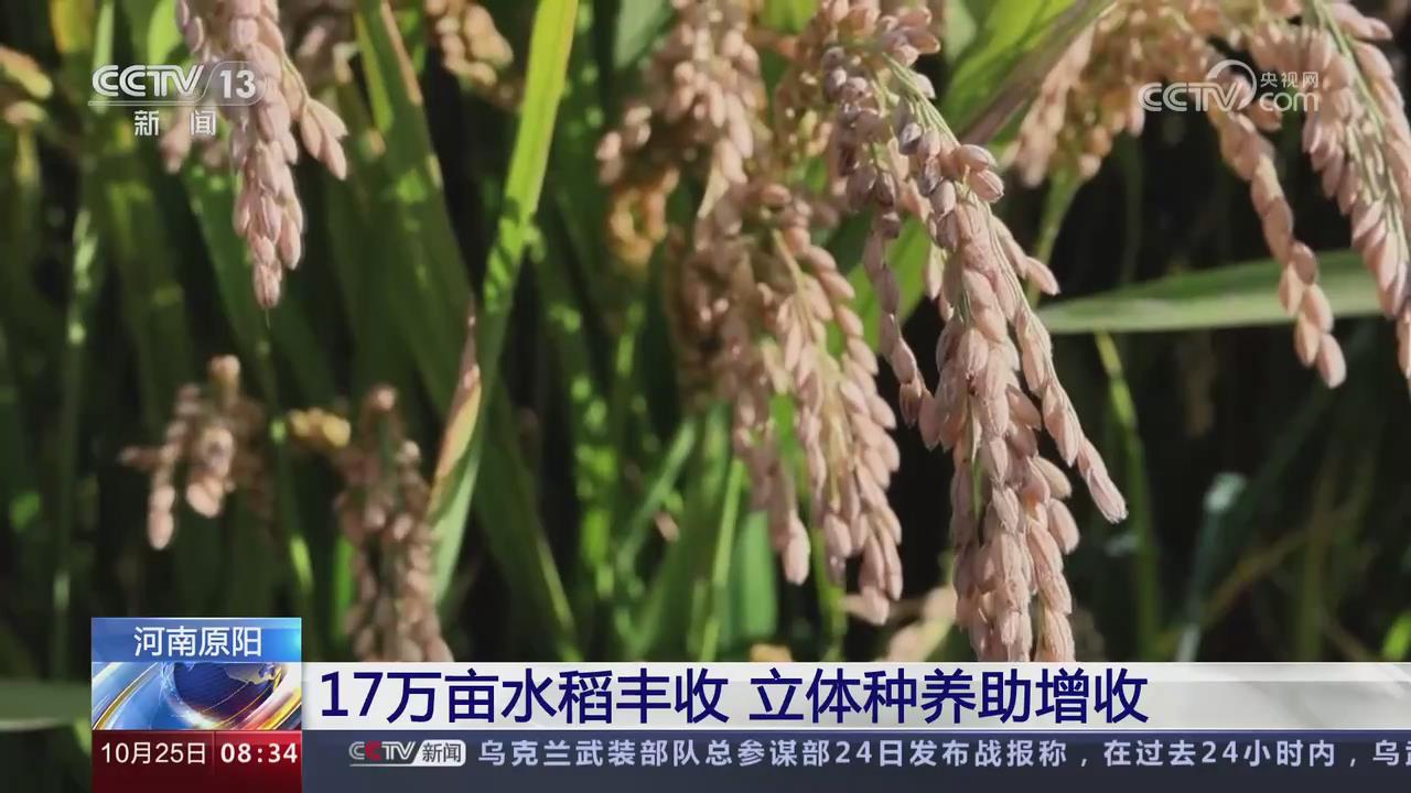 【央視關注河南原陽】17萬畝水稻豐收 立體種養助增收