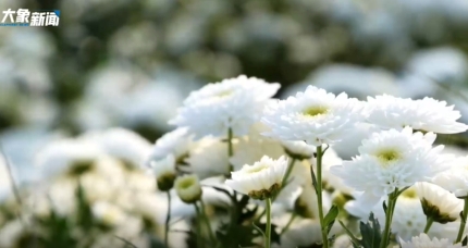 柘城：菊花飘香采收忙 村民增收产业旺