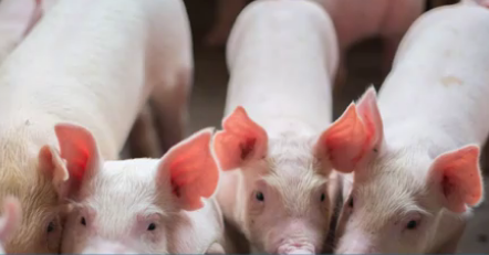 信阳辟谣发生非洲猪瘟疫情：监测生猪样品均为阴性