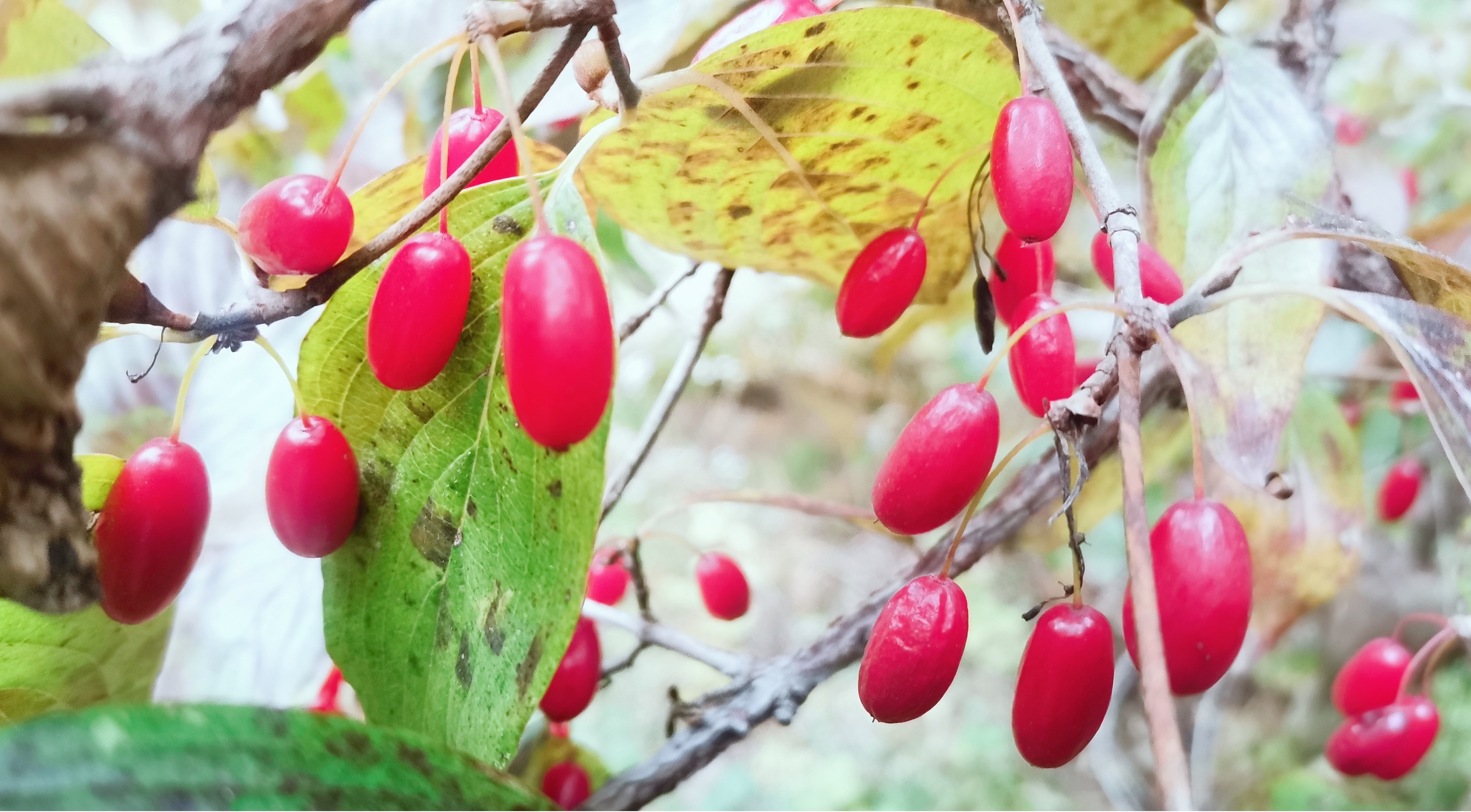 栾川县赤土店镇最是一年秋色美茱萸敲开致富门