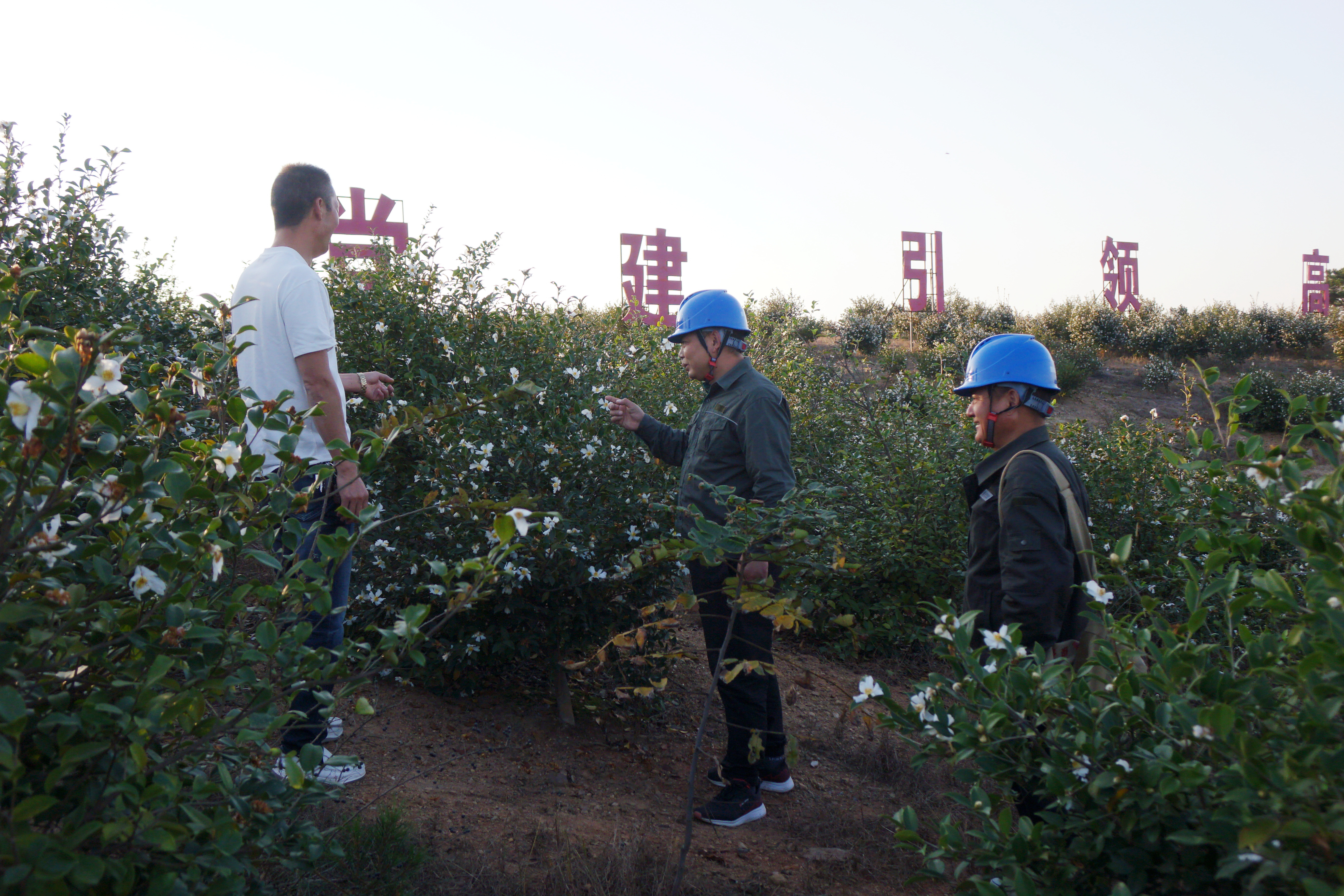 国网固始县供电公司：电助油茶苗 壮花开果香