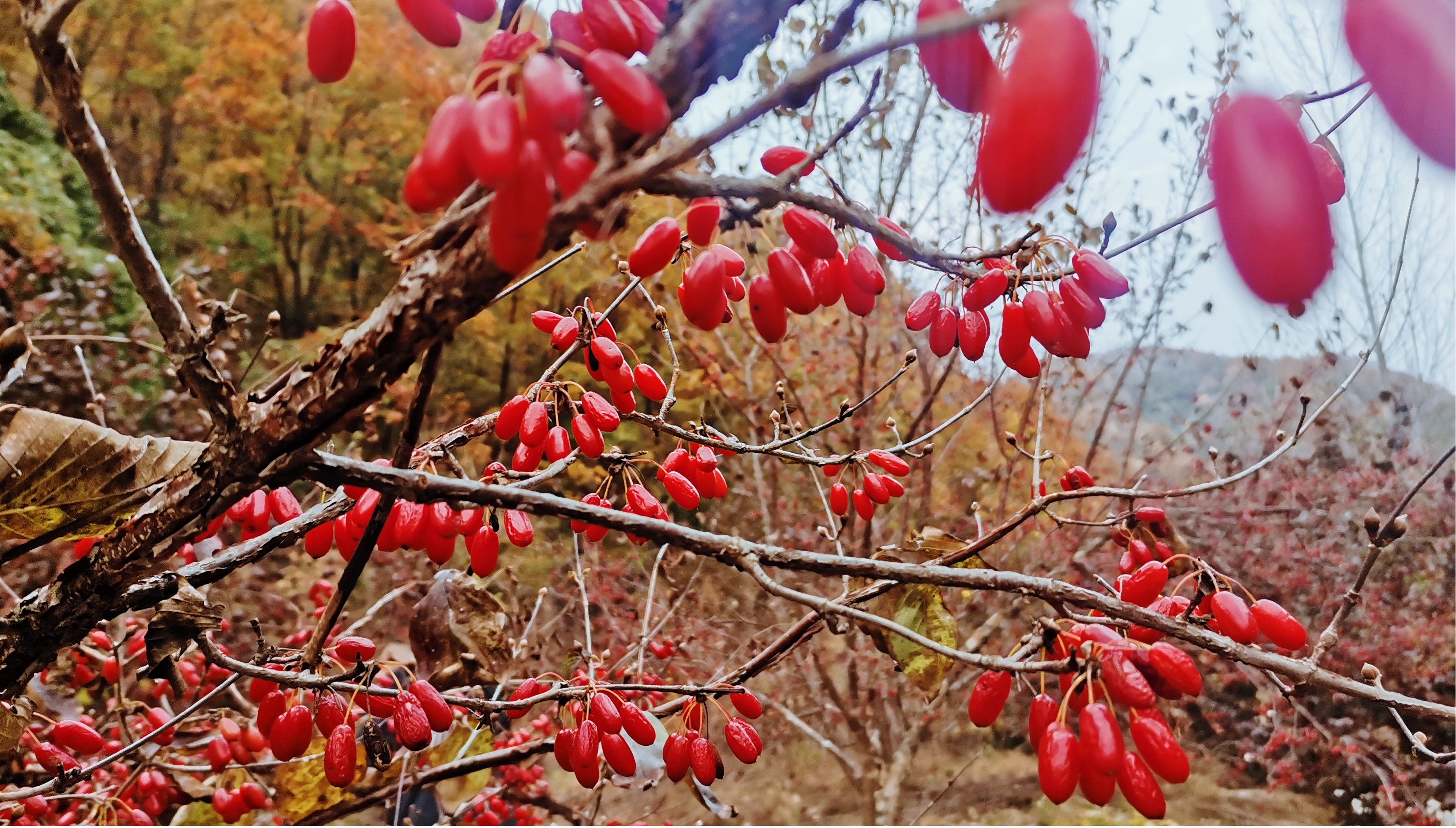 栾川县赤土店镇最是一年秋色美茱萸敲开致富门
