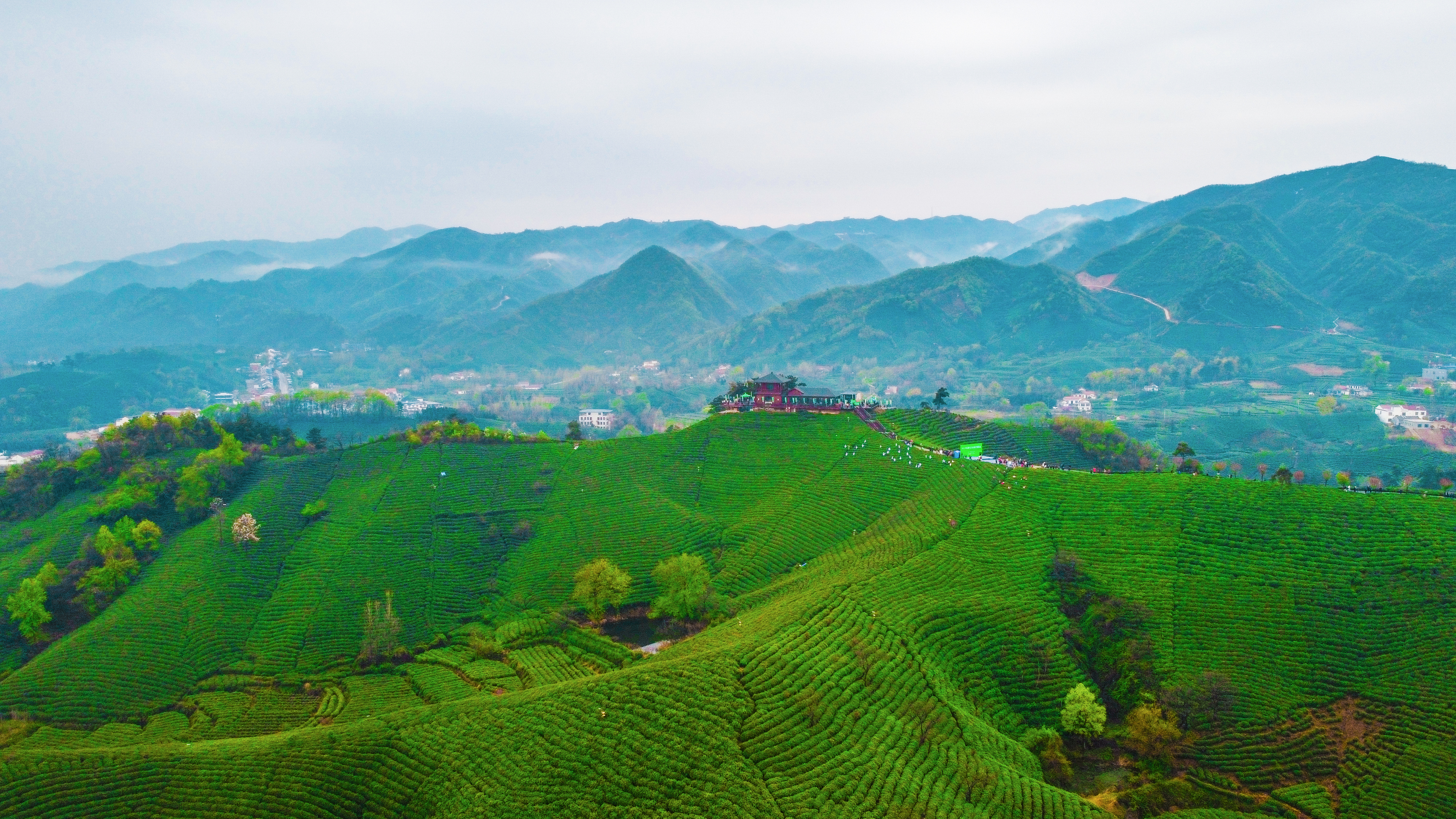 《信阳市信阳毛尖茶保护条例》出台