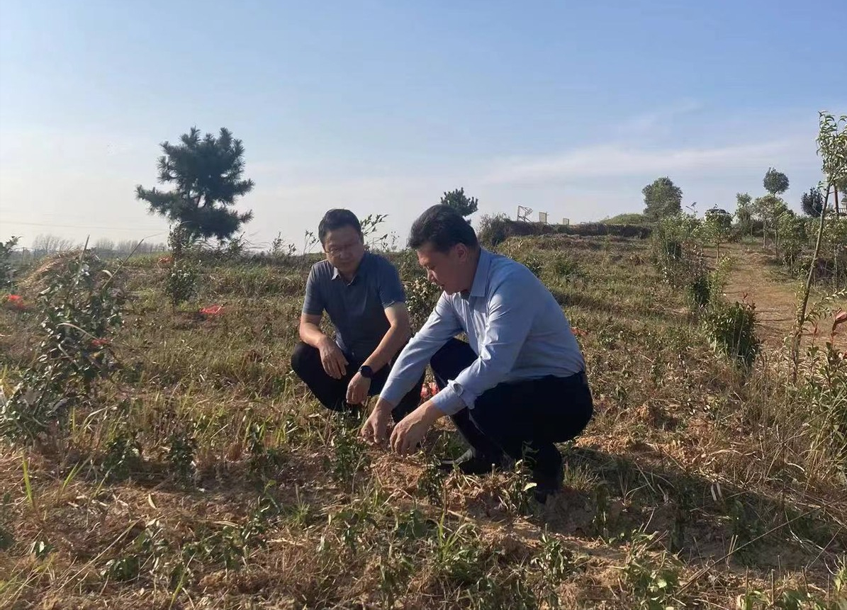 光山县白雀园镇油茶白茶套种助增收