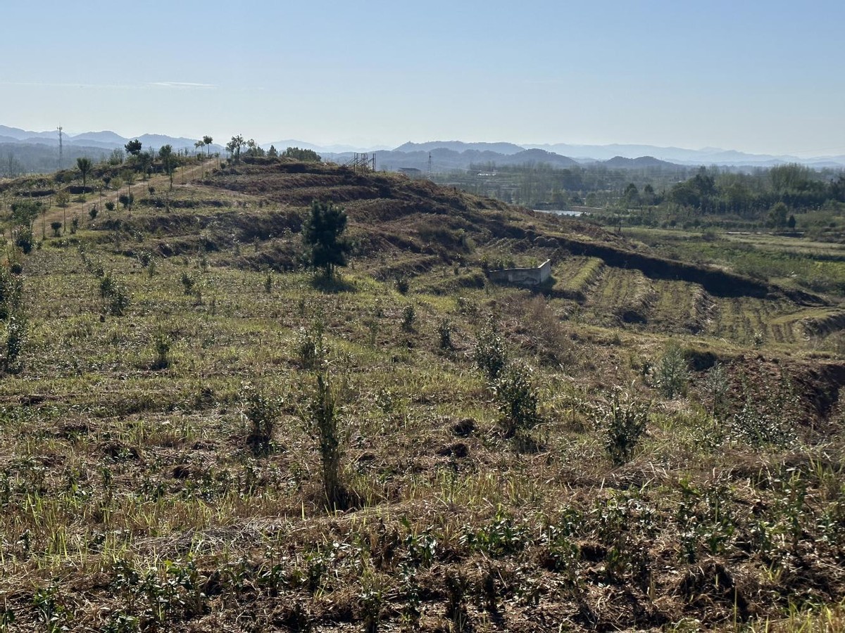 光山县白雀园镇油茶白茶套种助增收
