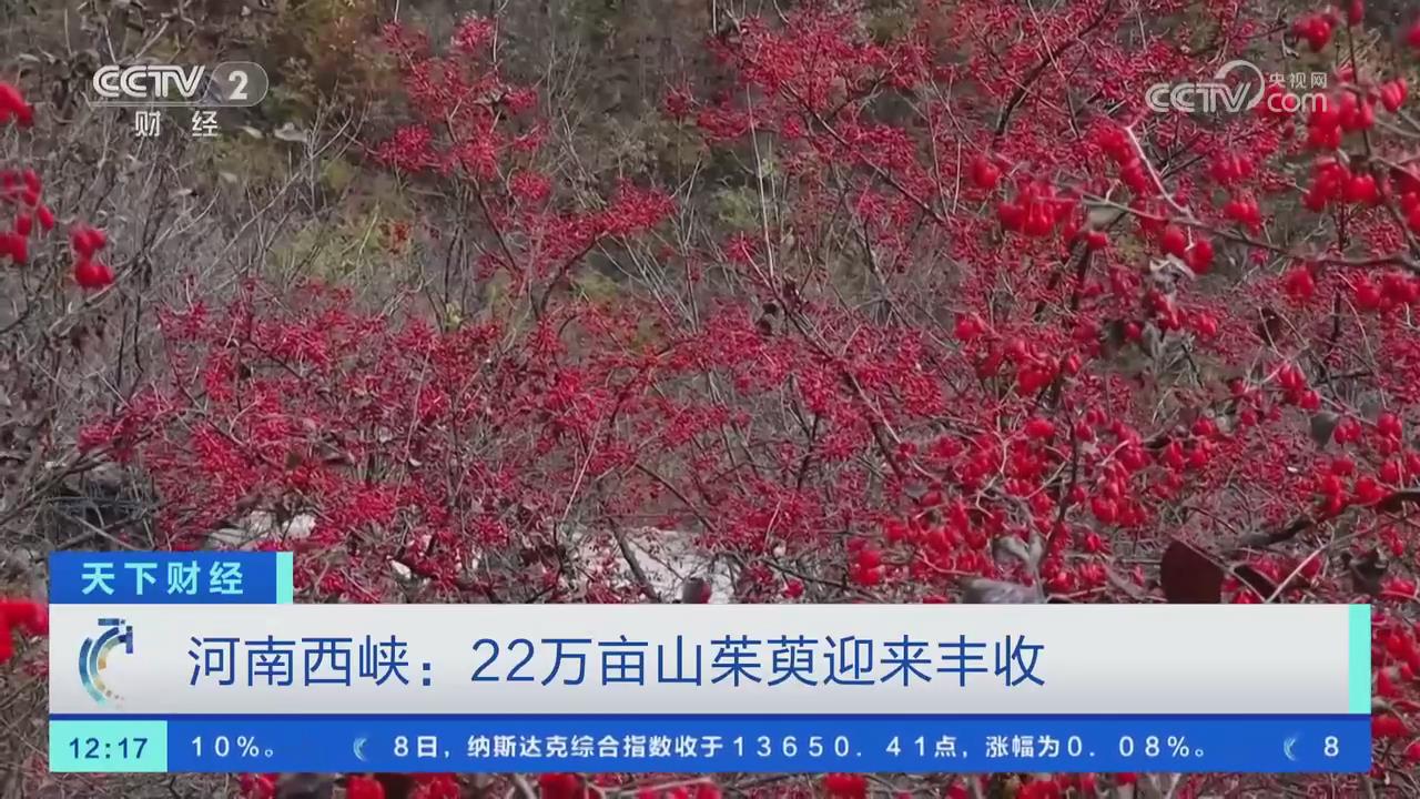 【央視關注西峽】22萬畝山茱萸迎來豐收