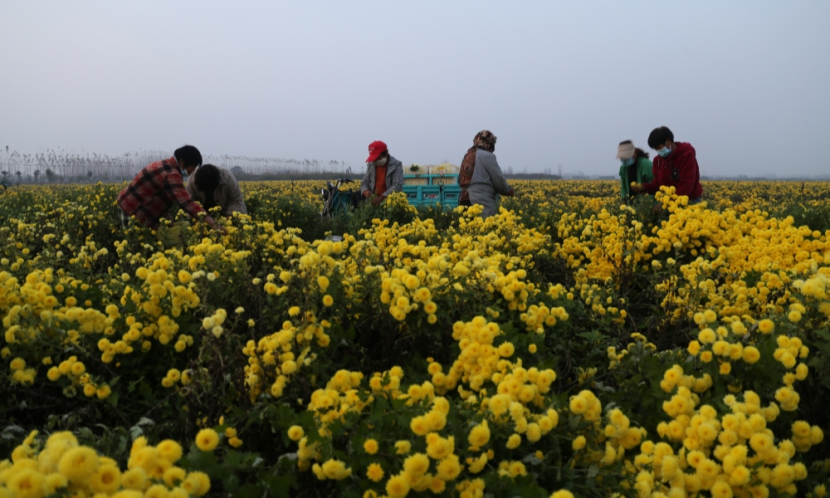 11月8日,记者走进菊花种植基地,一簇簇,一丛丛硕大的花朵傲然挺立,把