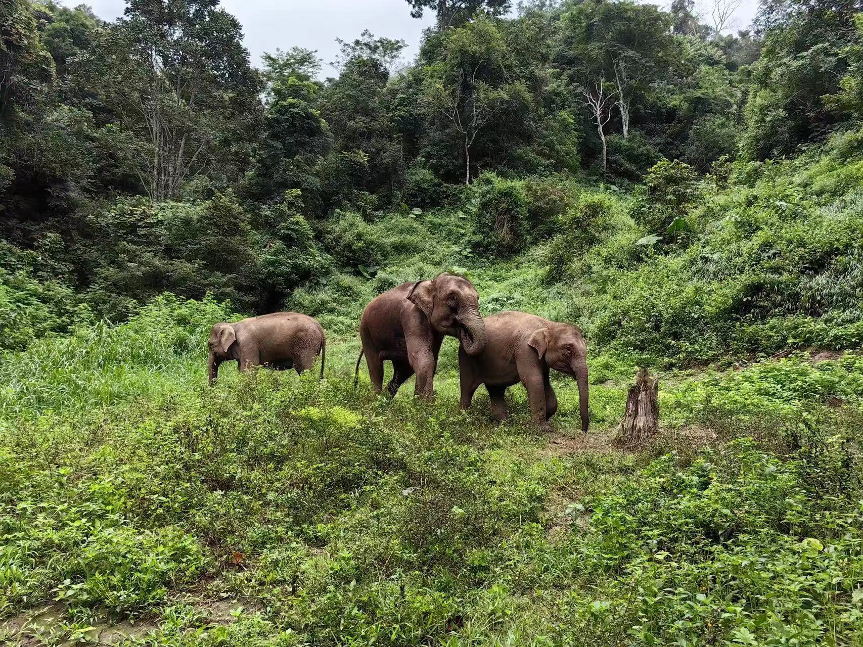 西双版纳州林长象长深度融合推进亚洲象保护