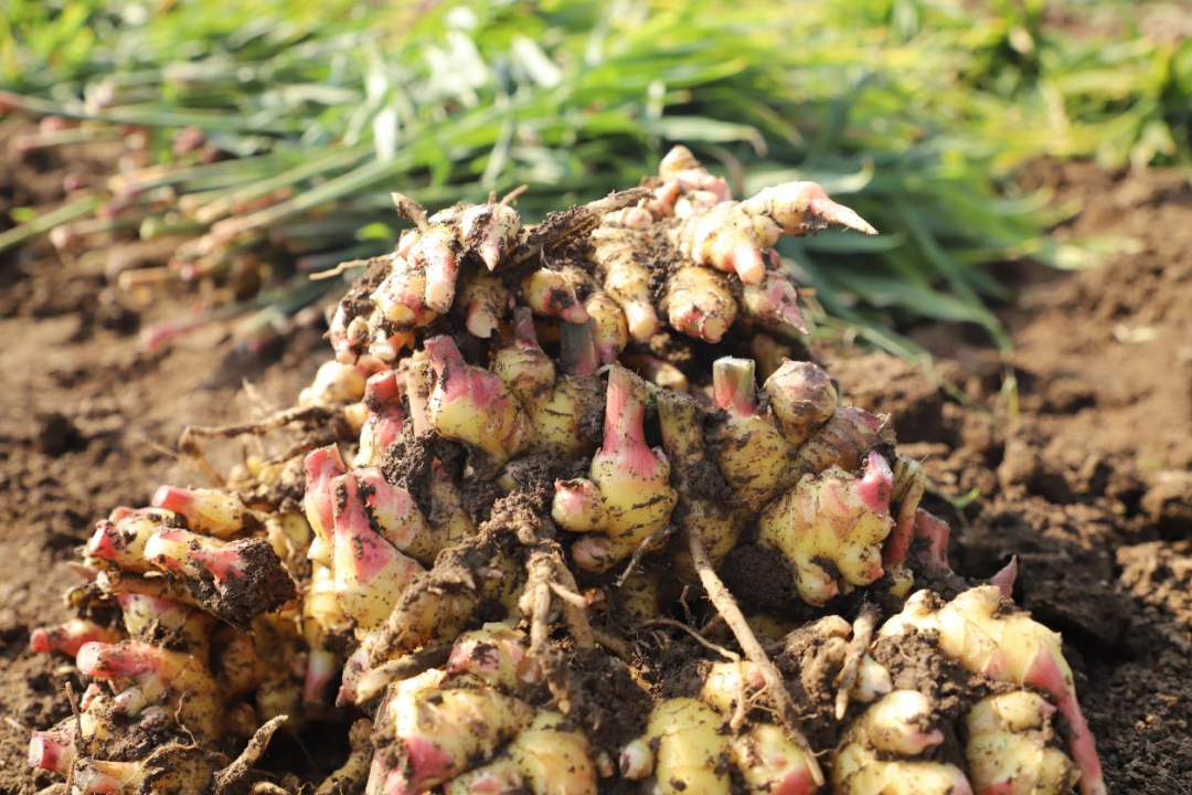 沁阳市怀姜迎丰收共赴好姜来