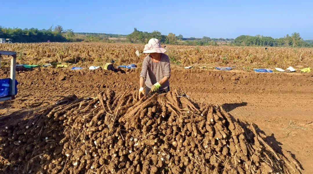 洛阳市伊滨区寇店山药大丰收群众土里淘金忙