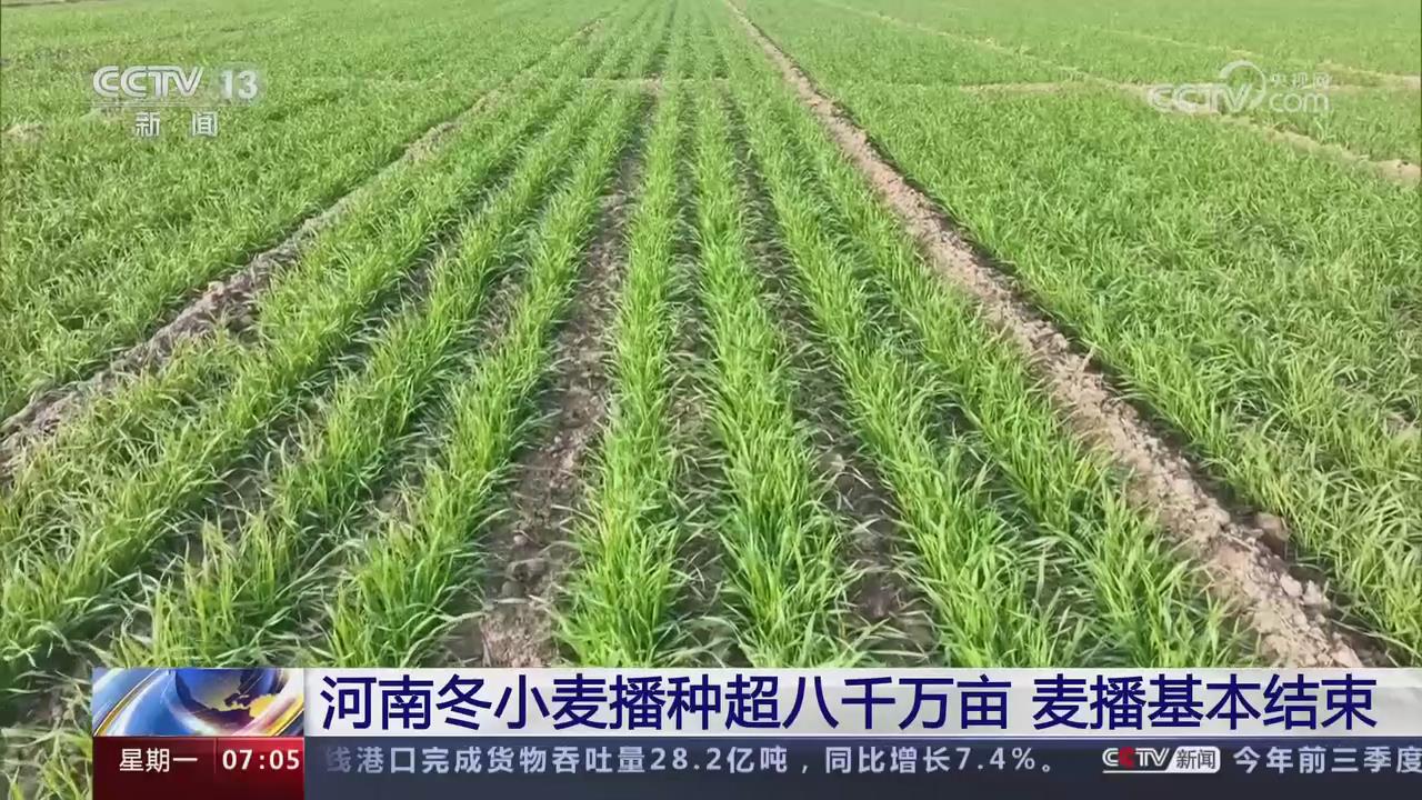 【央視關注河南】冬小麥播種超八千萬畝