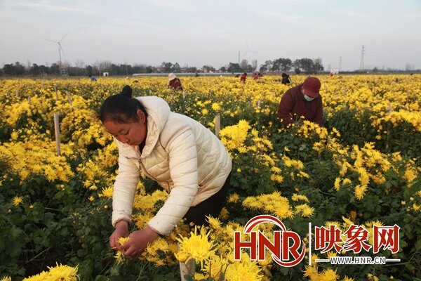 滑县：金菊产业助农增收