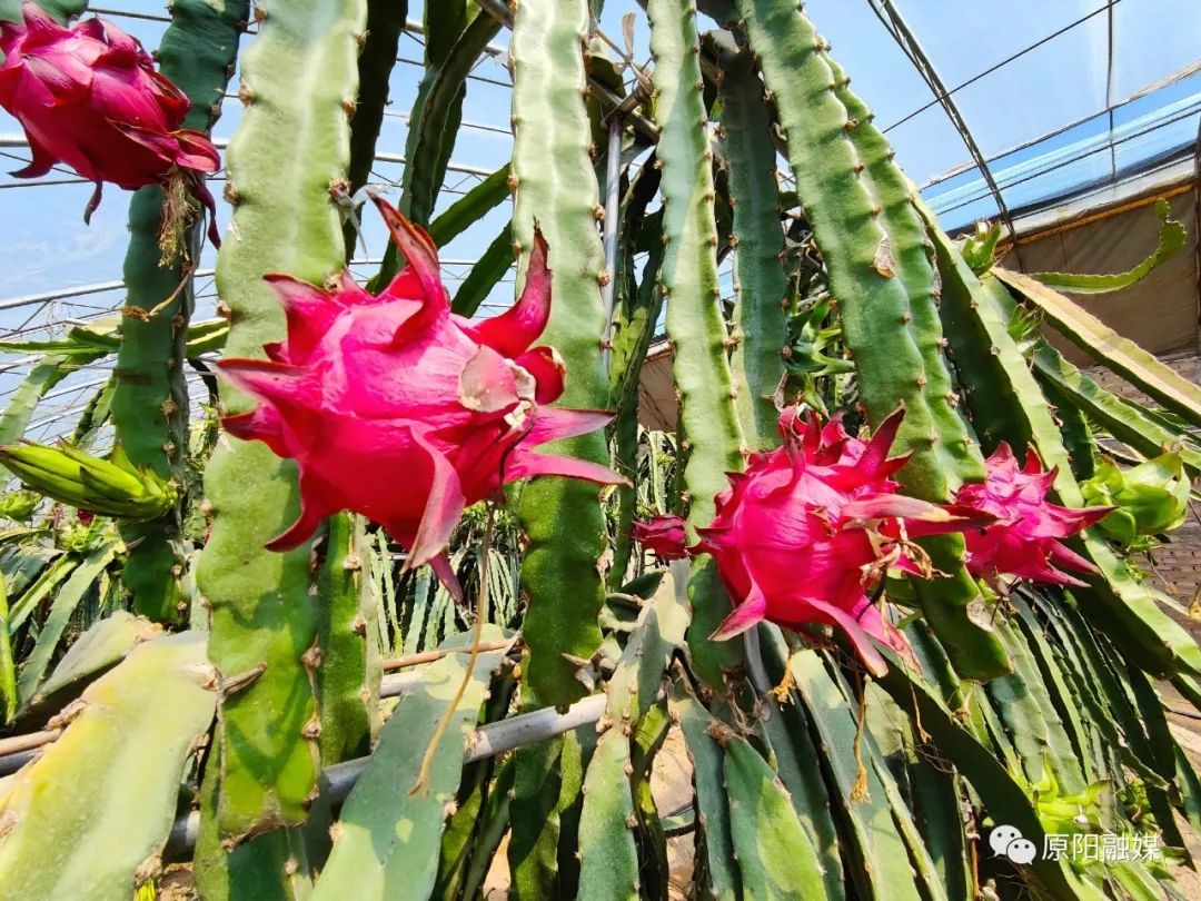 共有蔬菜,火龙果大棚15座