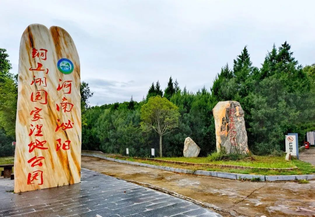 国家级保护鸟类落户泌阳县铜山湖国家湿地公园生物保护圈