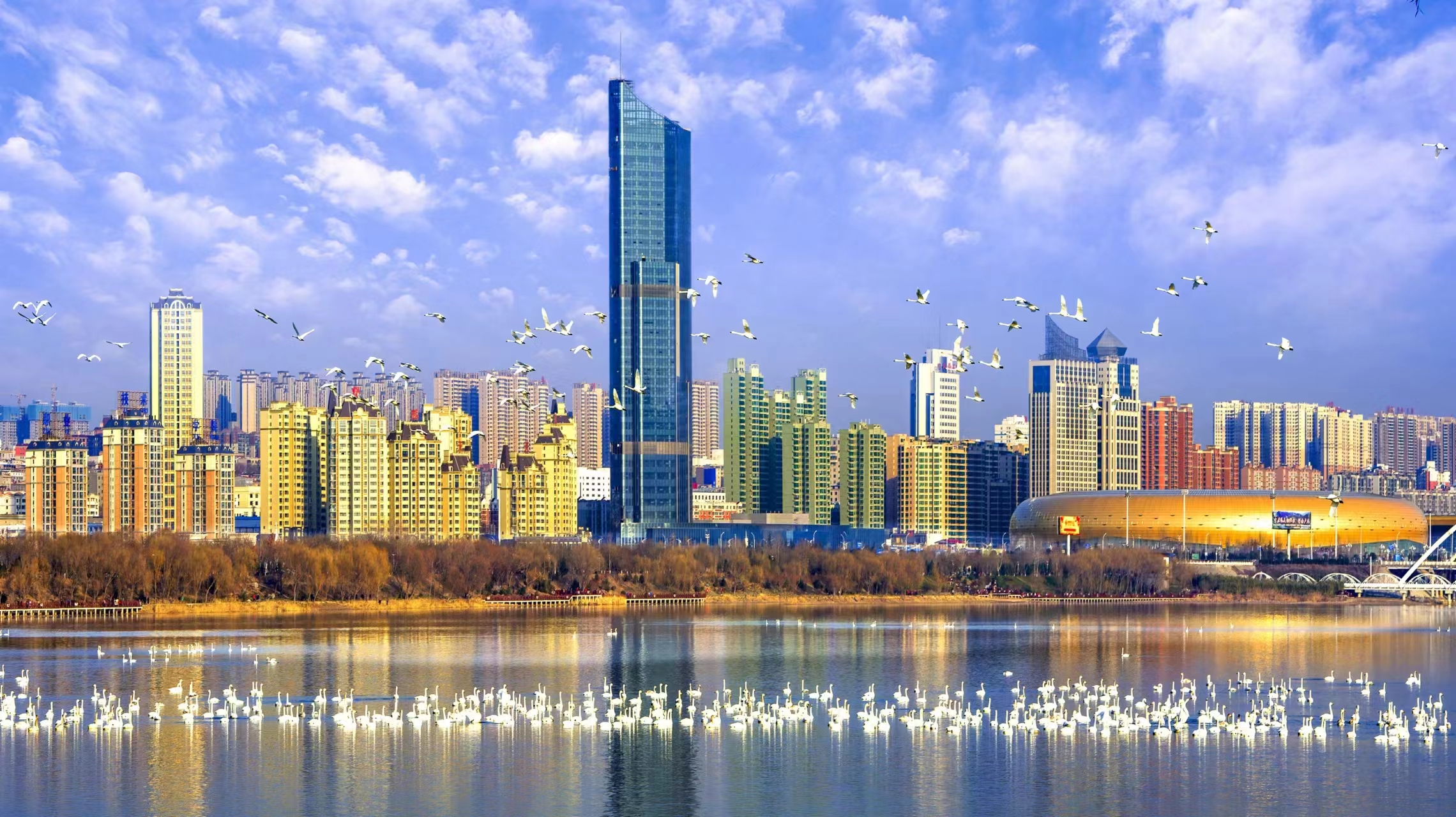 一座城市的天鹅之约丨大河风物