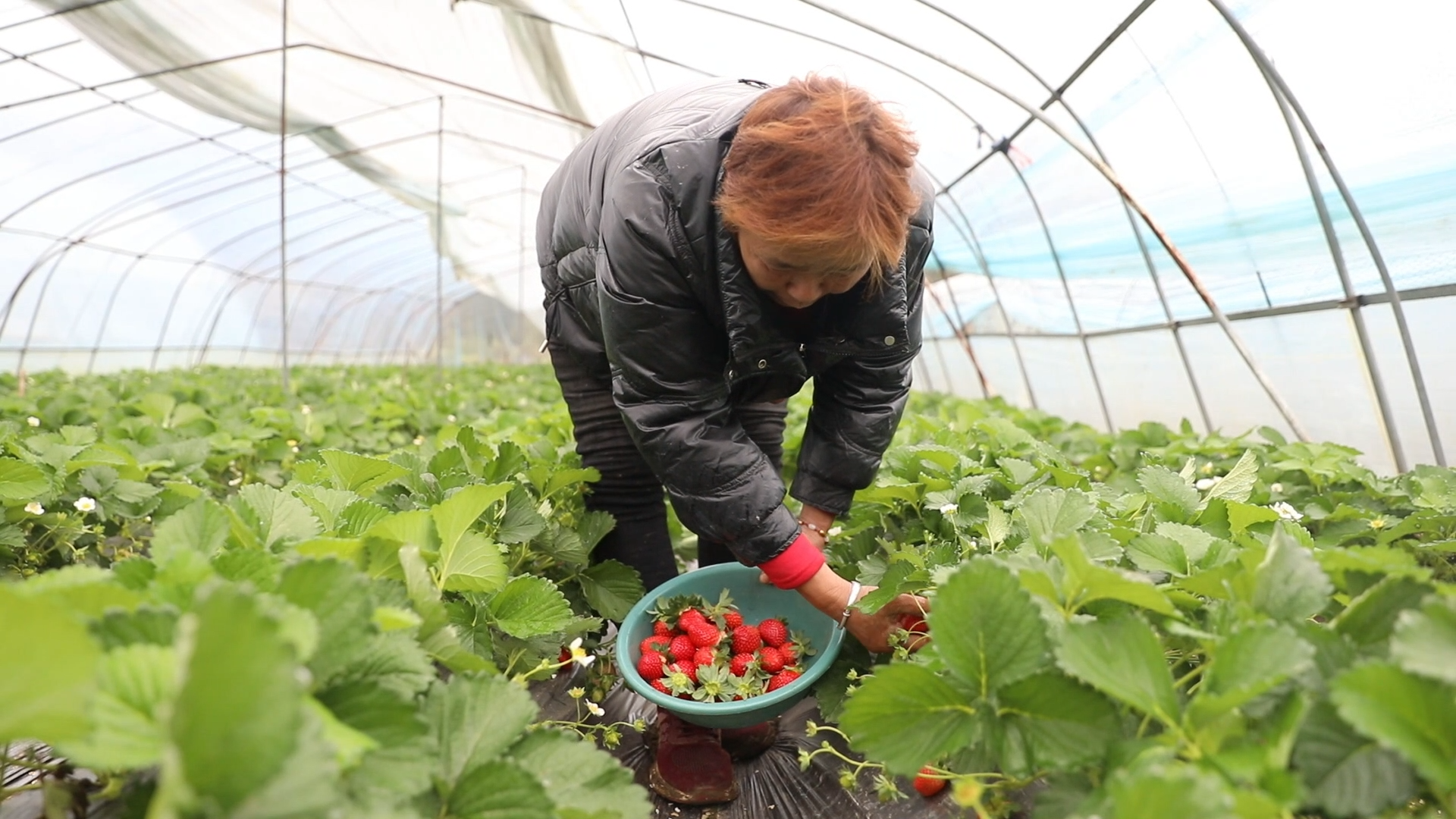 河南唐河大棚草莓抢鲜上市