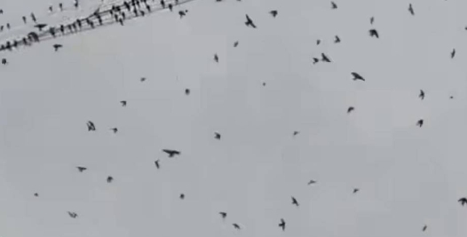 大量鸟类在天空盘踞是地震前兆？地震局辟谣