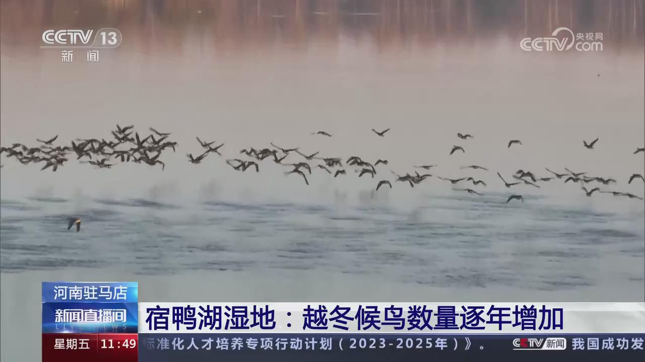 【央視關注駐馬店】宿鴨湖濕地：越冬候鳥數量逐年增加