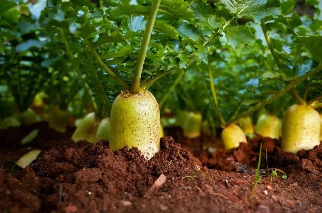 息县水果萝卜亮高招群众收入鼓腰包