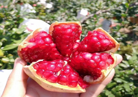 立志兴榴奔向小康河阴石榴走向何方