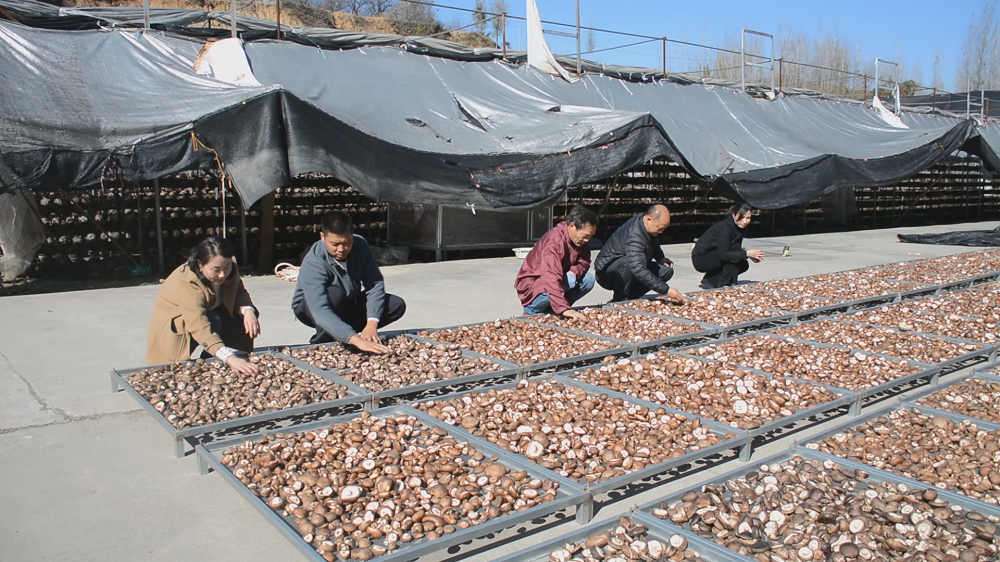 南阳市西峡县3亿袋头茬香菇迎来丰收价格稳定销路广