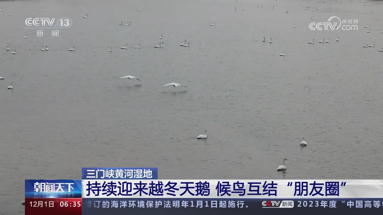 【央视关注河南三门峡】持续迎来越冬天鹅