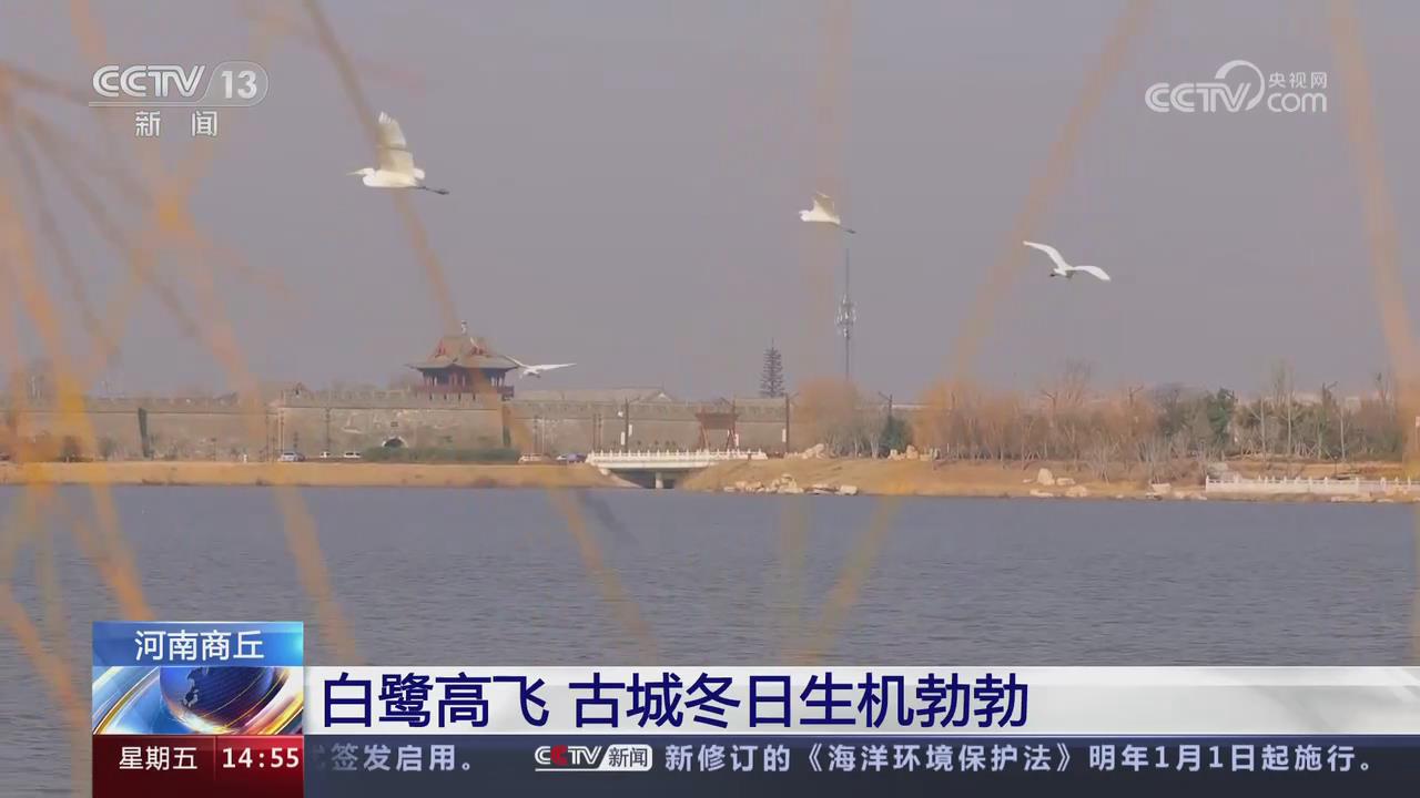 【央视关注河南商丘】白鹭高飞 古城冬日生机勃勃
