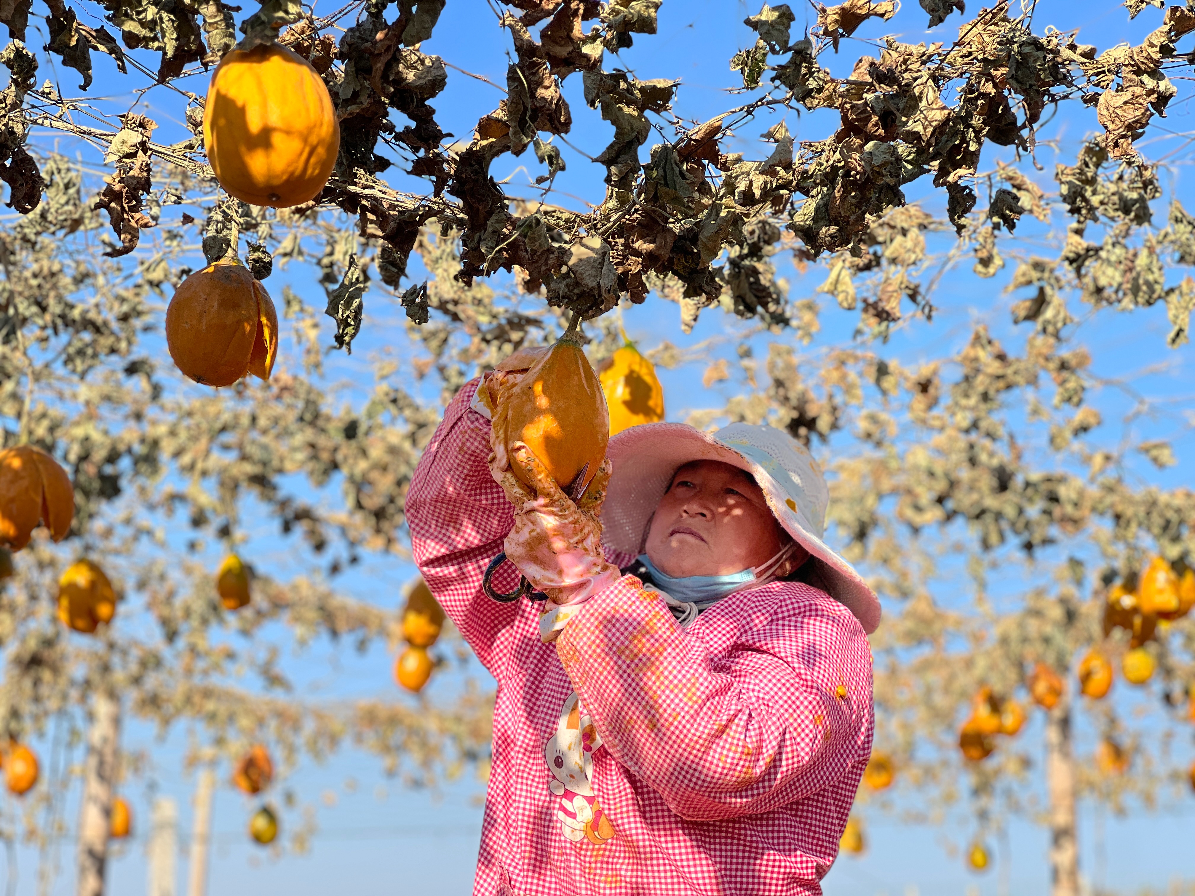 伊川县高山镇小瓜蒌托起大梦想