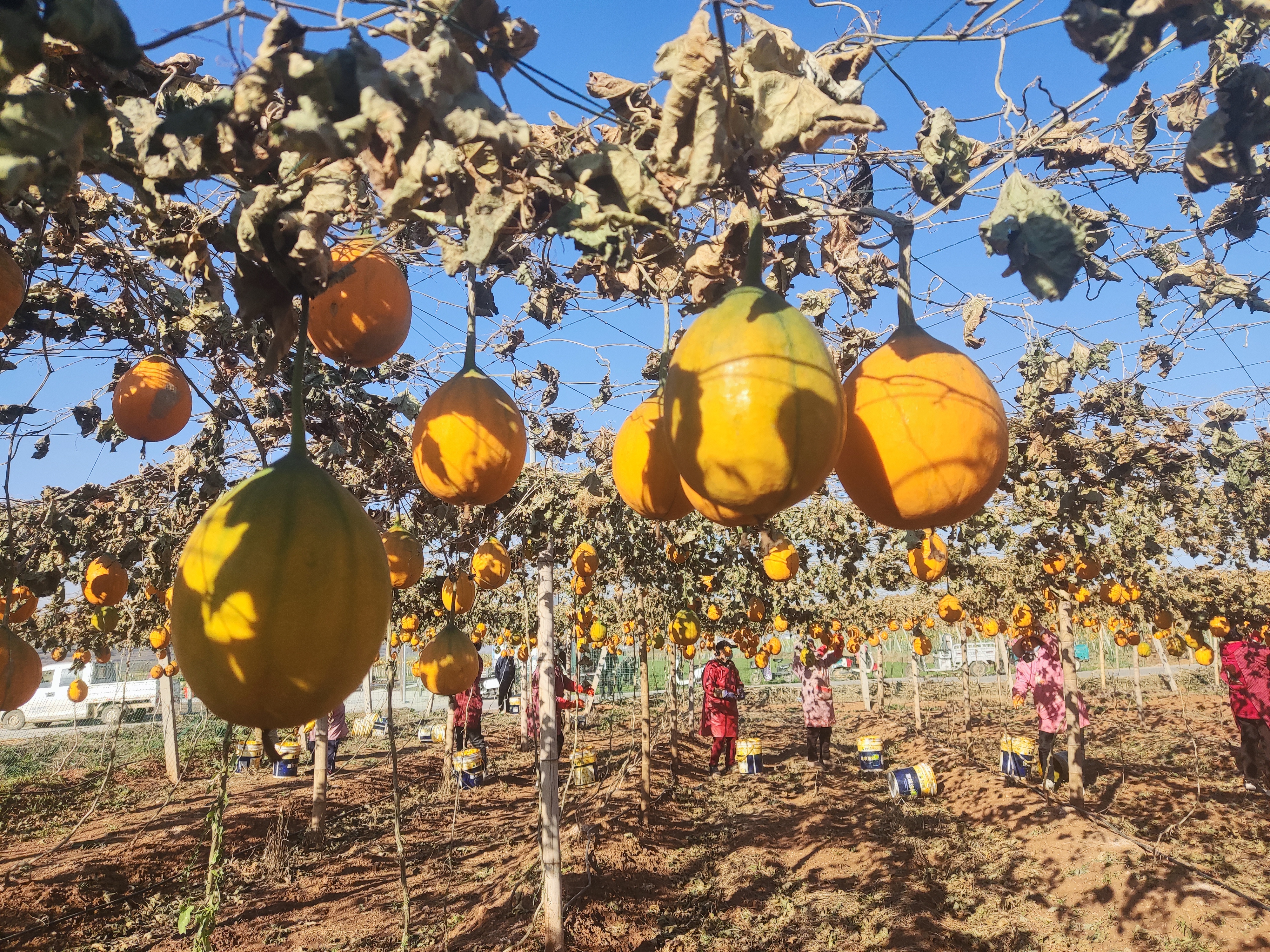 "昨日,在伊川县高山镇刘庄瓜蒌种植基地,经营部负责人刘红利说.