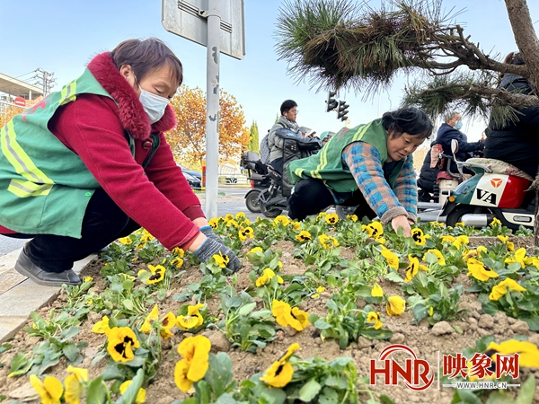 45万株时令花卉将扮靓永城冬日街头