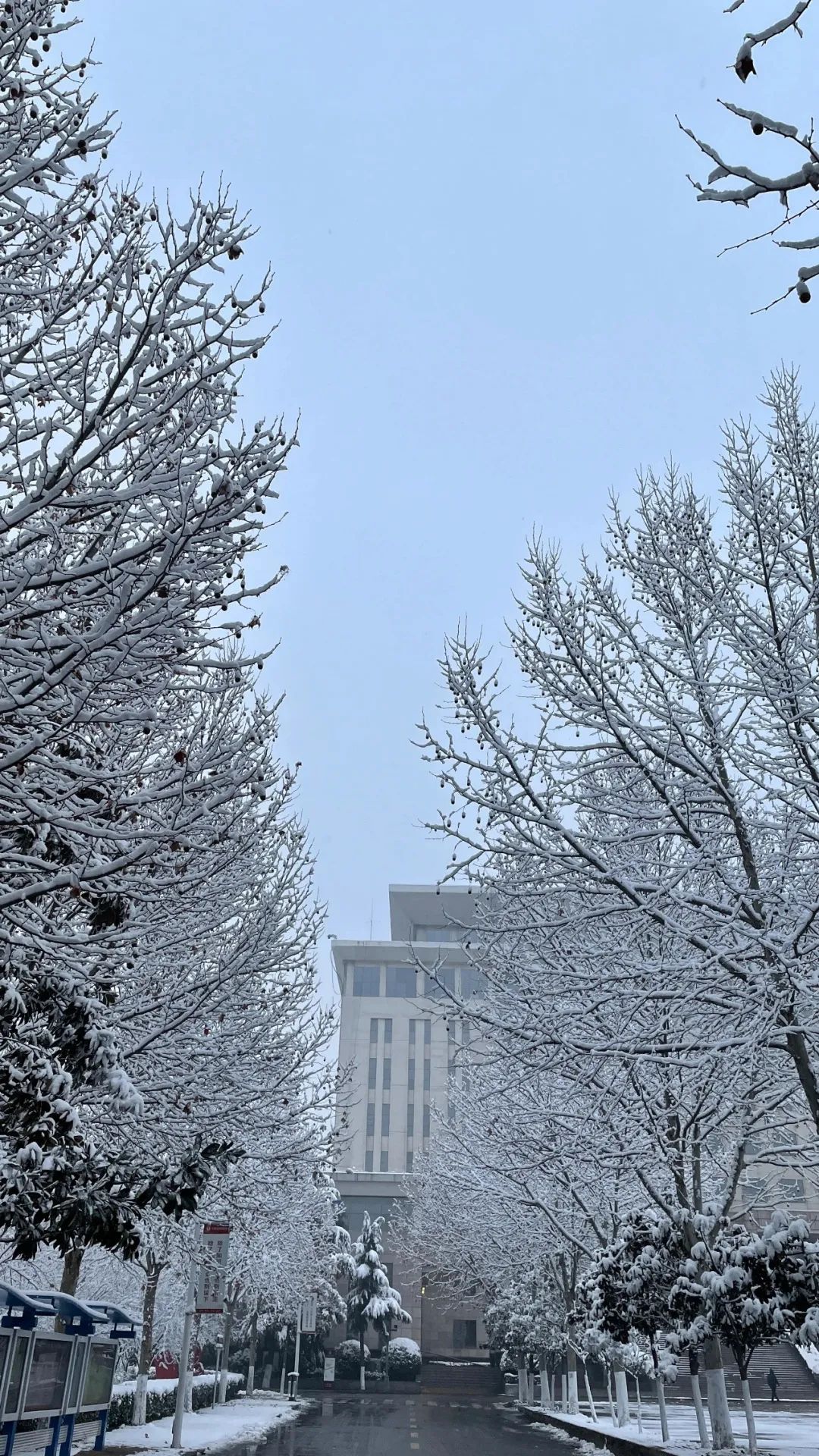 下雪了河南高校开启雪景刷屏模式