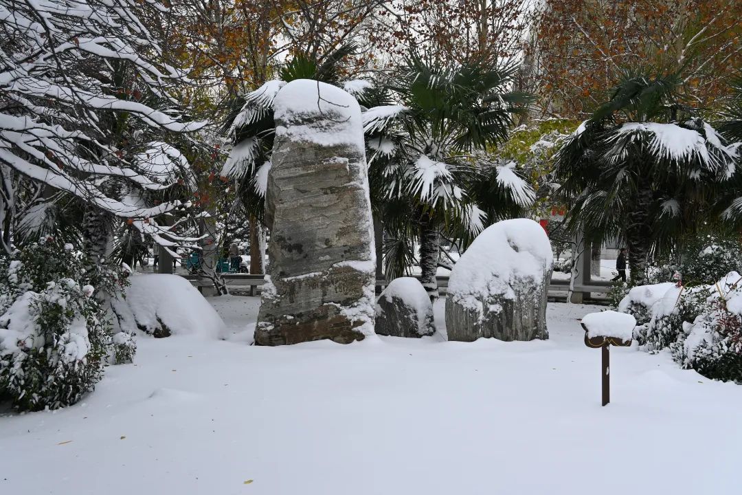下雪了河南高校开启雪景刷屏模式