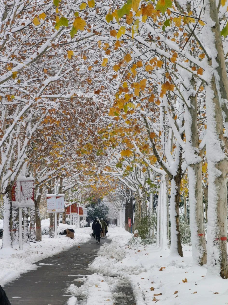 下雪了河南高校开启雪景刷屏模式