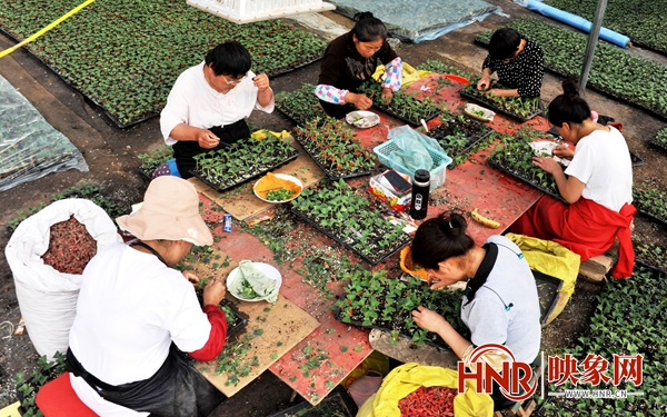 夏邑县北岭镇兴海育苗基地:西瓜幼苗移栽忙