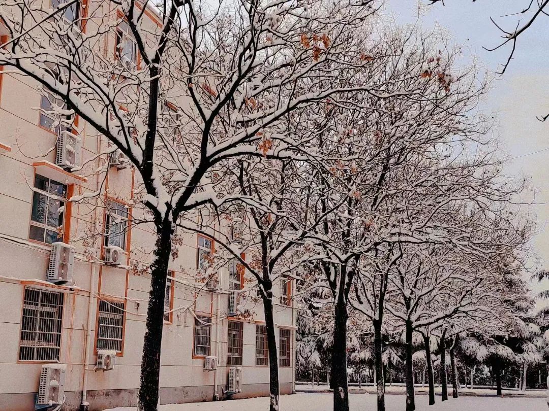 下雪了河南高校开启雪景刷屏模式