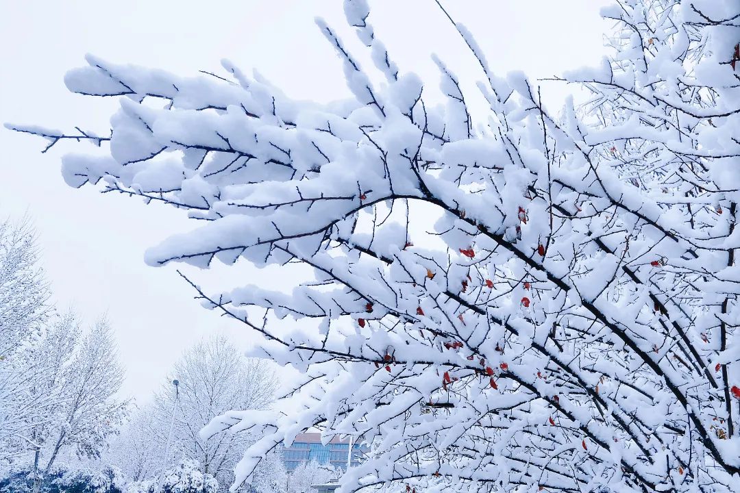 下雪了河南高校开启雪景刷屏模式