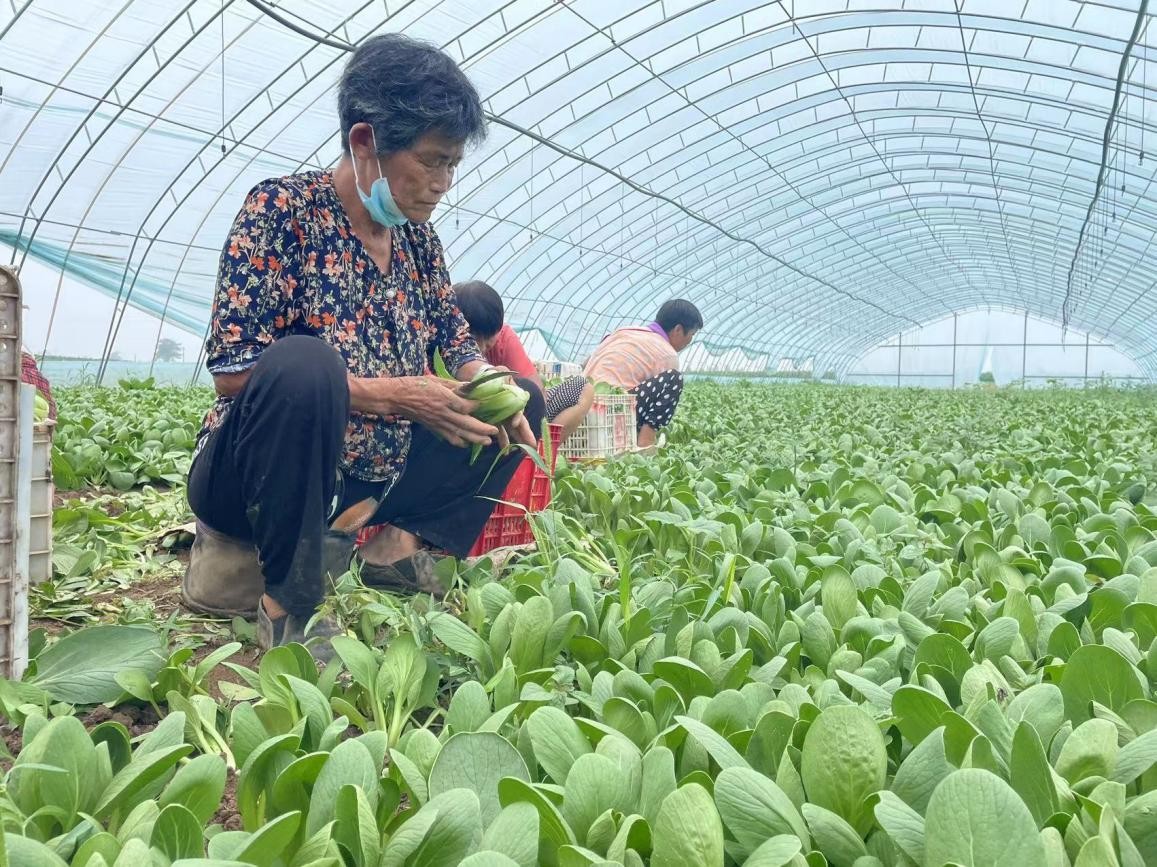 杞县沙沃乡三聚三促拓宽蔬菜产业致富路