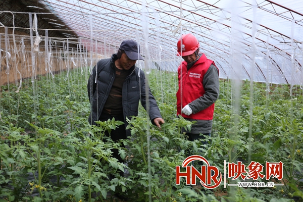 国网泌阳县供电公司：电力赋能乡村振兴 助力菜农“柿”业有成