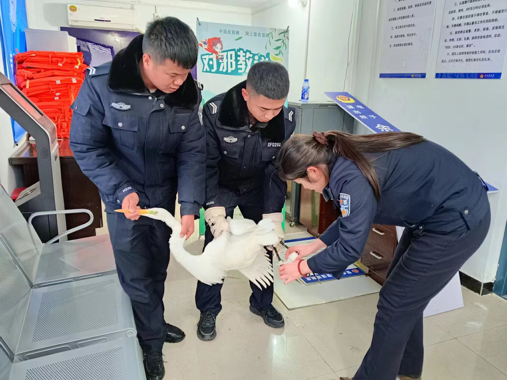 白鹭冬日受伤落单，浚县民警救护放飞