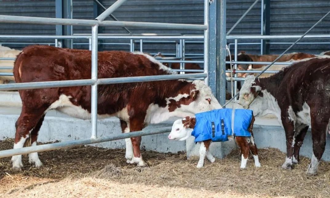 正阳县引进海福特母牛产下第一批牛犊