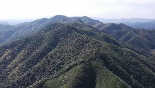 严防森林“上火”！河南发布第3号总林长令