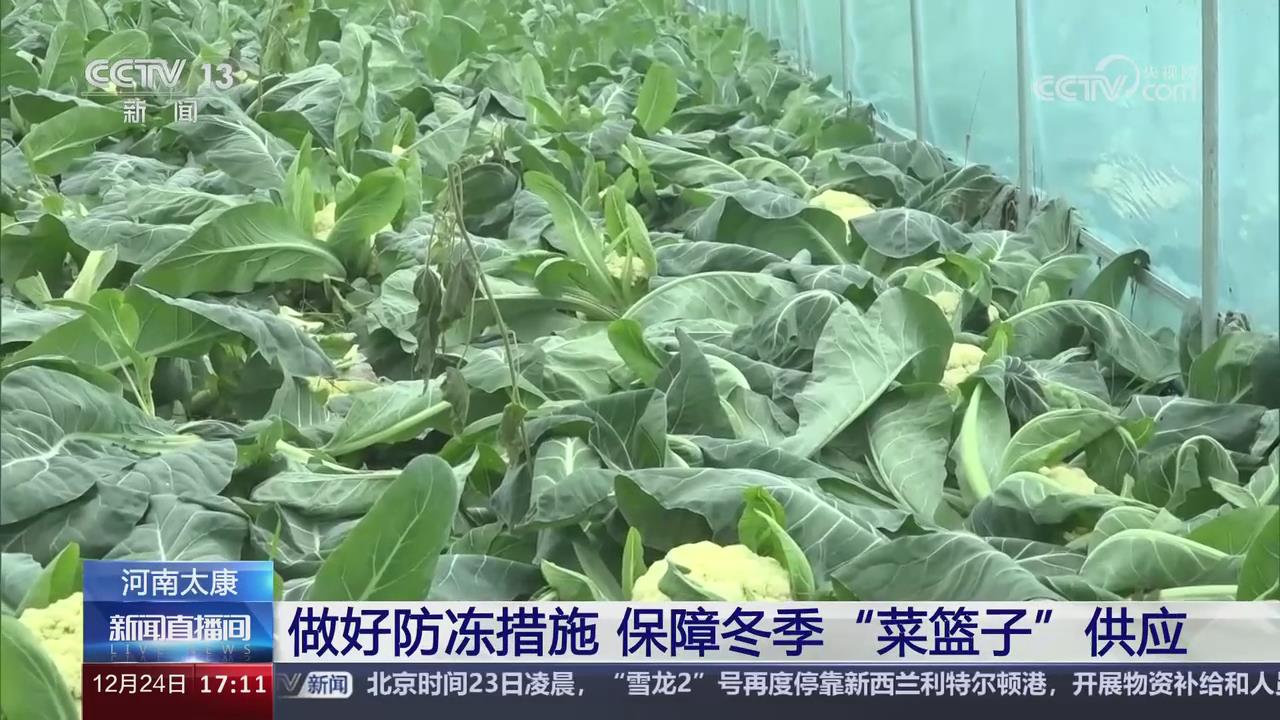 【央視關(guān)注河南太康】做好防凍措施 保障冬季“菜籃子”供應(yīng)