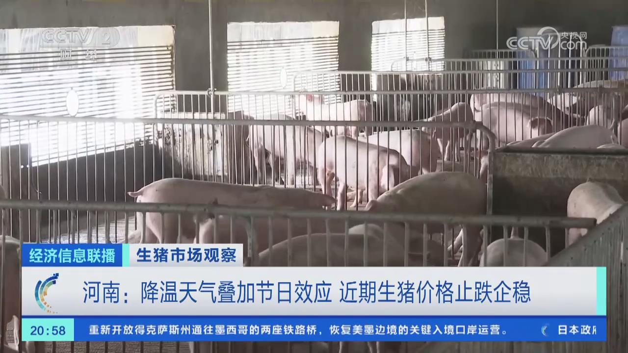 【央視關(guān)注河南】降溫天氣疊加節(jié)日效應(yīng) 近期生豬價格止跌企穩(wěn)