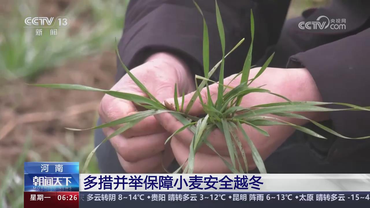 【央視關(guān)注河南】多措并舉保障小麥安全越冬