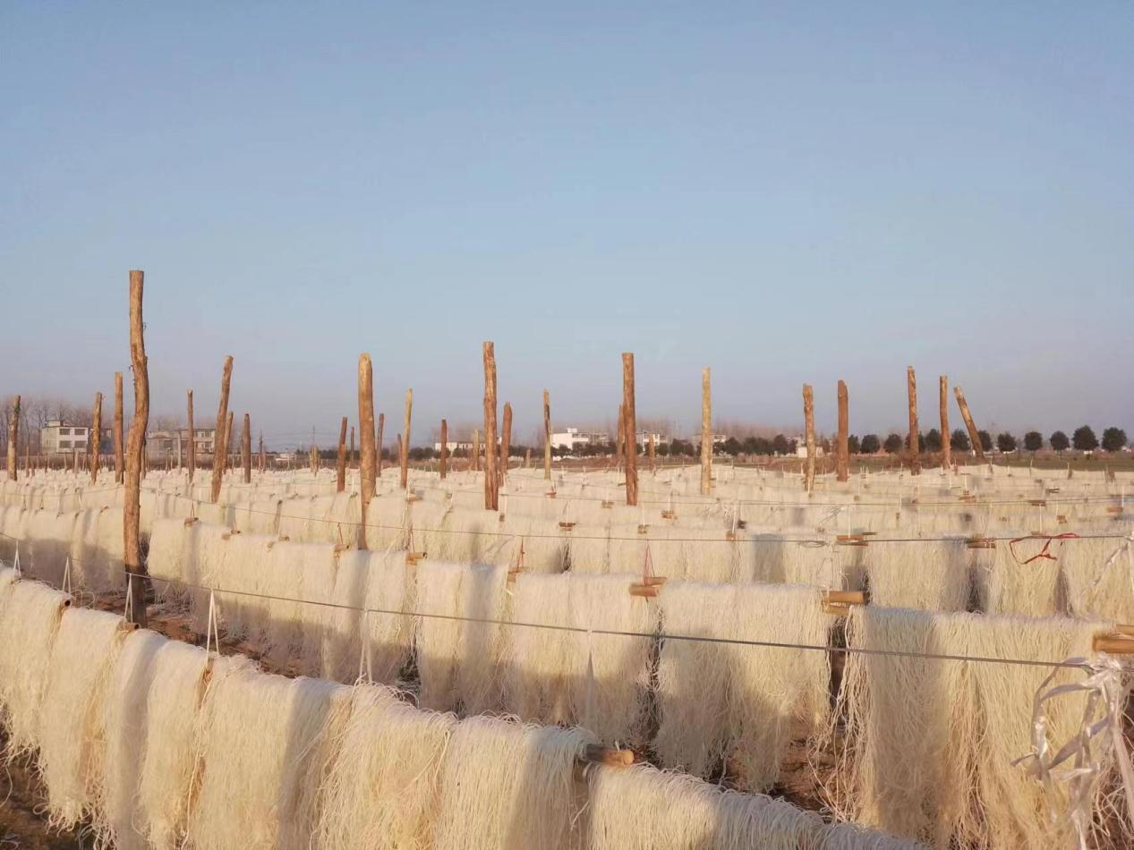 息县：“粉条”变“金条”   拓宽农村增收路