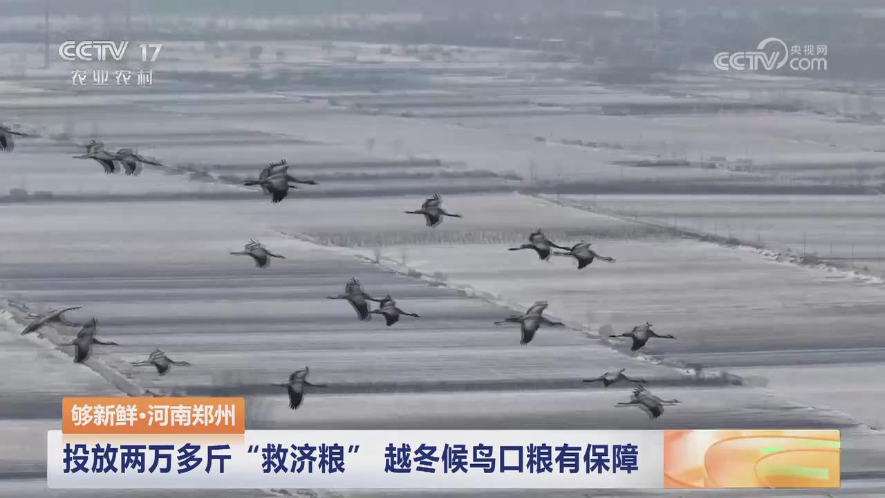 【央視關(guān)注河南鄭州】投放兩萬多斤“救濟(jì)糧” 越冬候鳥口糧有保障