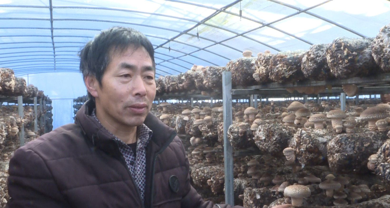 南阳市西峡县打造香菇产业集群扩大香菇国际影响力