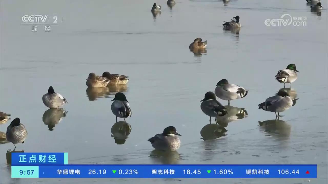 【央視關(guān)注周口】千余只珍稀野鴨飛抵棲息越冬